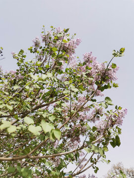 丁香花丁香