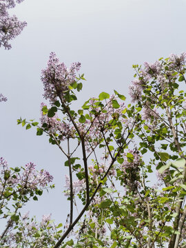 丁香花