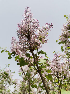 丁香花