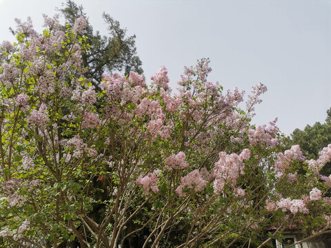 丁香花