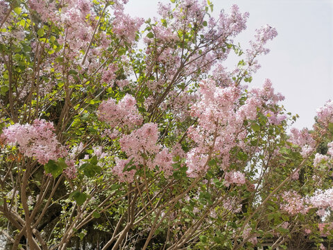 丁香花