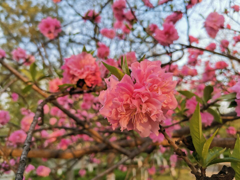 碧桃花