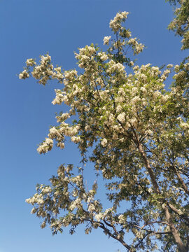 槐花洋槐花