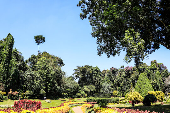 斯里兰卡康提皇家植物园