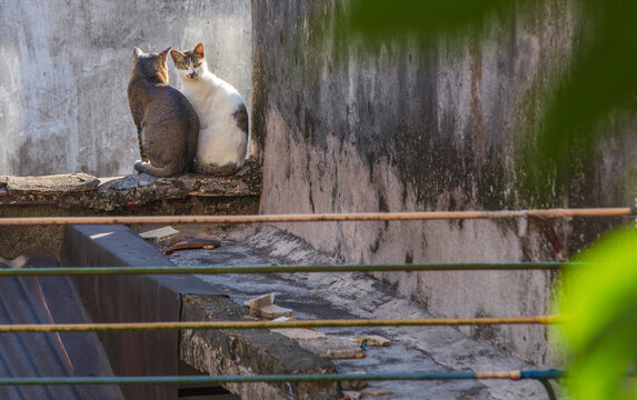 依偎的猫