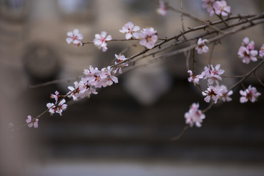 桃花