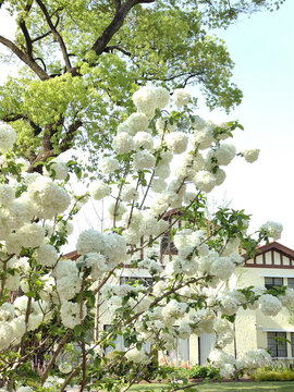 上海衡山路丽波花园的绣球花