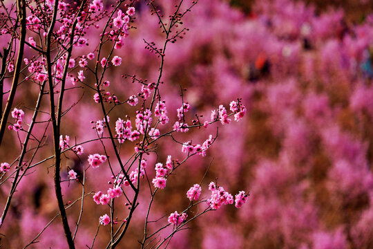 红梅花枝背景素材