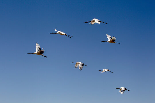 春季扎龙湿地迎来丹顶鹤漫舞飞翔