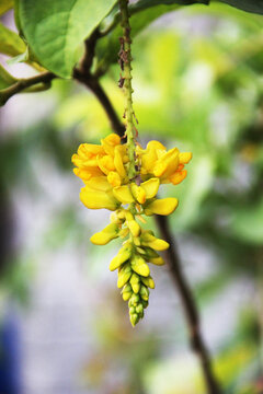 倒吊王中药花朵