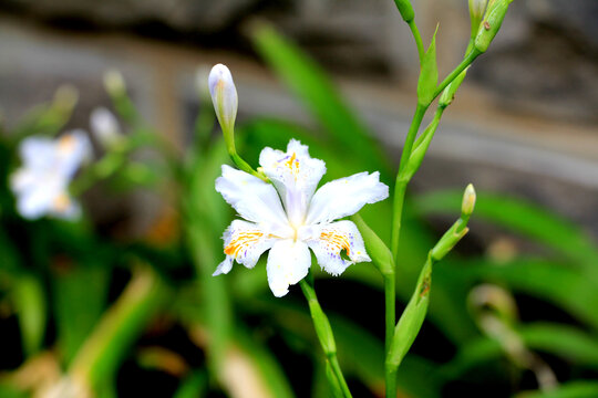 鸢尾花