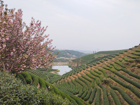 茶山湖泊樱花采茶女