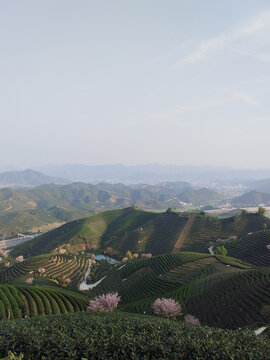 茶山湖泊晚樱