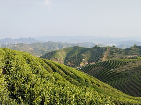 茶山晚樱