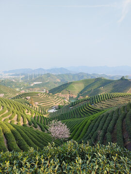 富阳拔山茶园晚樱