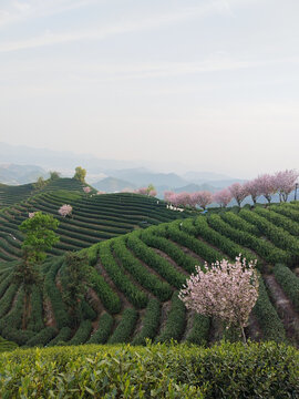 茶山上一排晚樱盛开