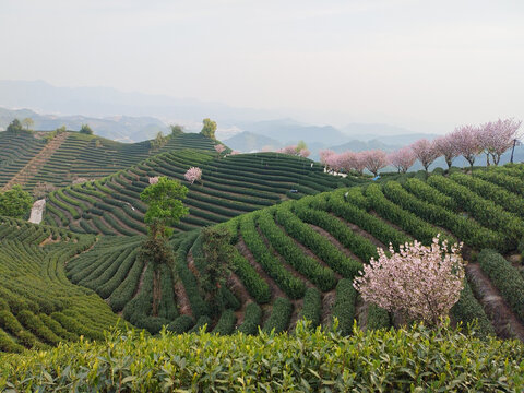 茶山晚樱