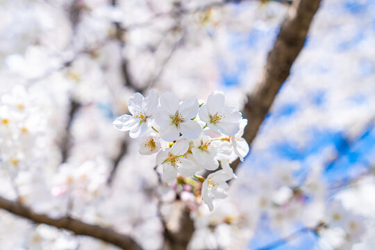 春日蓝天下樱花特写