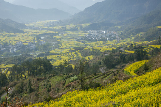 山村外处处布满了油菜花地