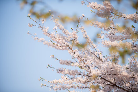 樱花