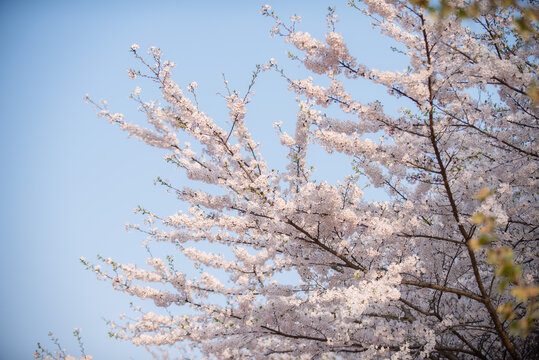 樱花