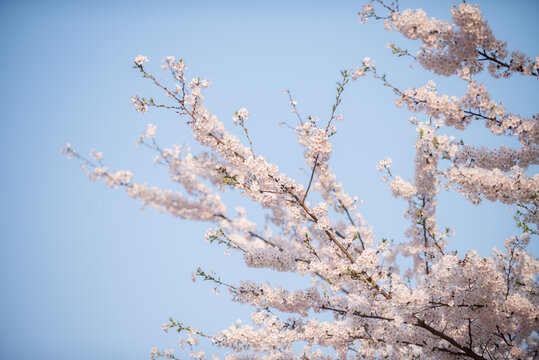 樱花