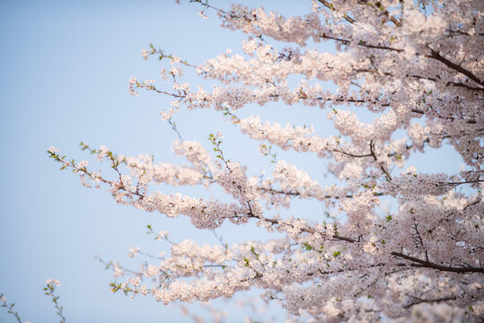 樱花