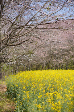 油菜花