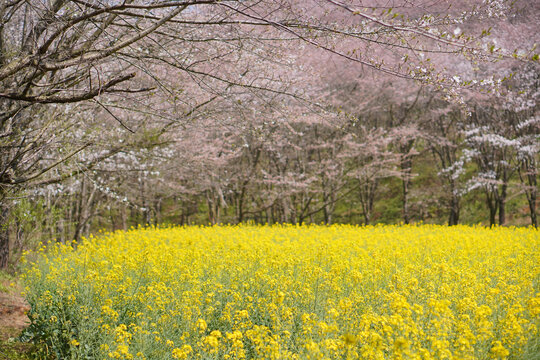 油菜花