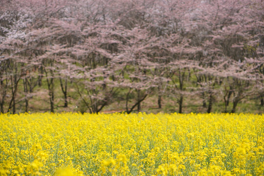 油菜花