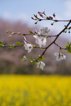 樱花