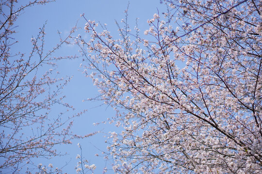 樱花