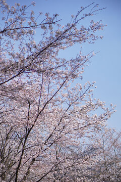 樱花