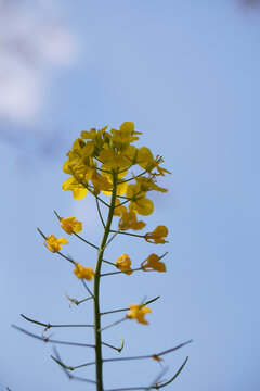 油菜花