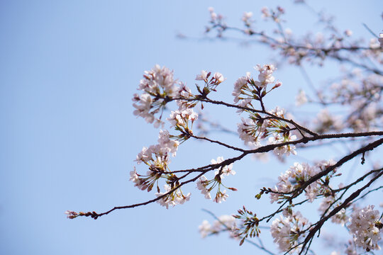 樱花