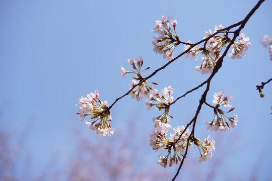 樱花