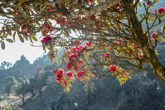 永德大雪山杜鹃花