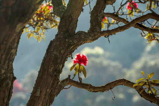 永德大雪山杜鹃花