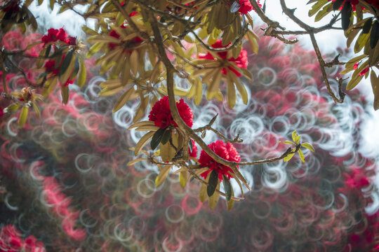 永德大雪山杜鹃花