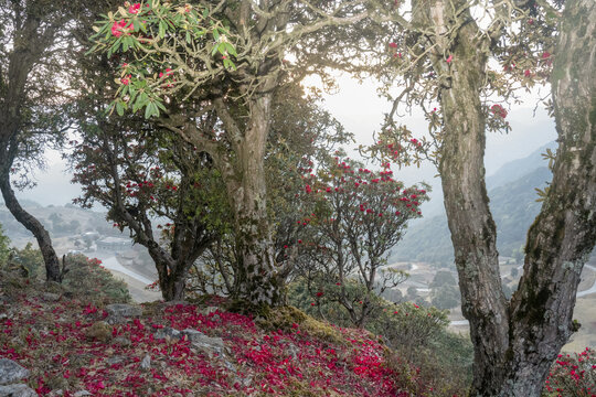 永德大雪山杜鹃花