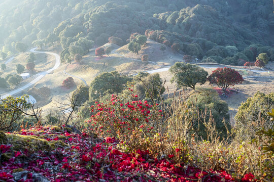 永德大雪山杜鹃花