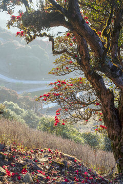 永德大雪山杜鹃花