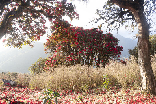 永德大雪山杜鹃花