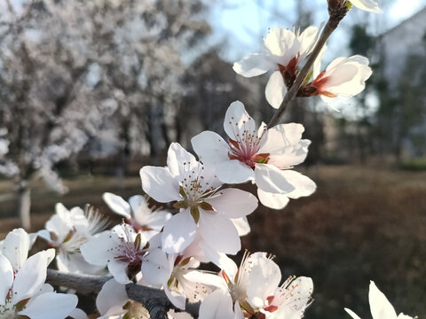 晨光中的桃花