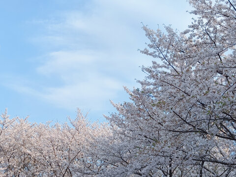 樱花