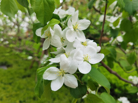 开放的樱花