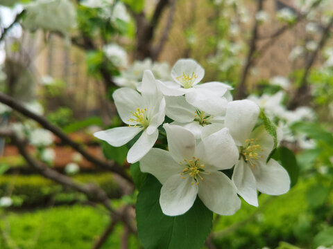 粉色樱花