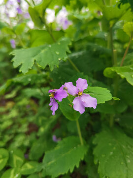 诸葛菜花