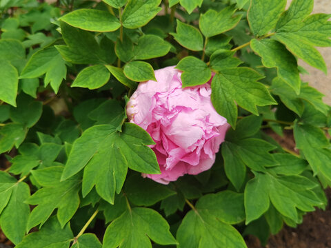 牡丹花花卉特写