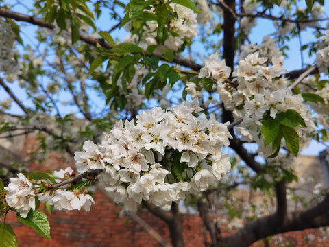 樱桃花